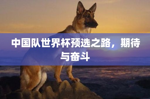 中国队世界杯预选之路，期待与奋斗
