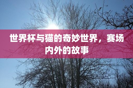 世界杯与猫的奇妙世界，赛场内外的故事