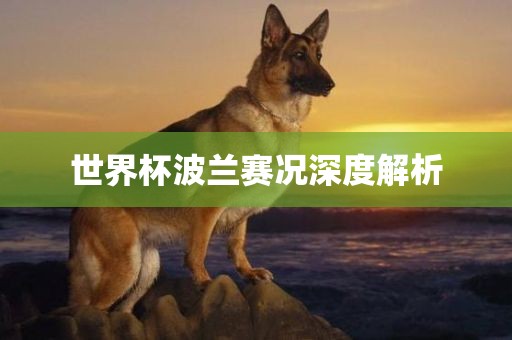 世界杯波兰赛况深度解析