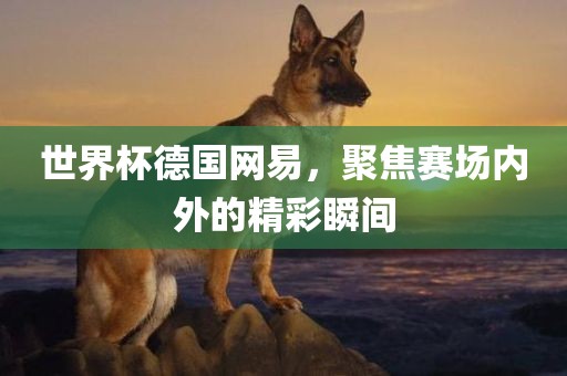 世界杯德国网易，聚焦赛场内外的精彩瞬间